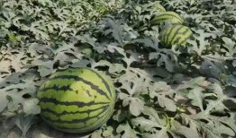 寿光西吃瓜,瓜乡风情，品味田园生活