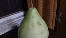 河南吃瓜死亡,悲剧背后的食品安全警示