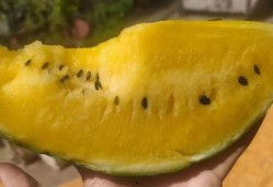 瓤瓜怎么吃,解锁健康美味新选择