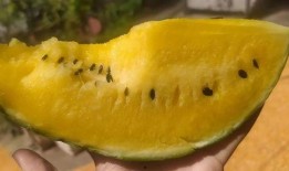 瓤瓜怎么吃,解锁健康美味新选择