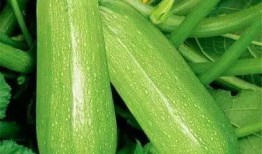 中海城吃瓜,吃瓜群众揭秘社区生活百态