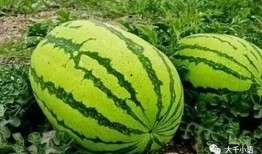 韩金昊吃瓜,揭秘娱乐圈幕后故事