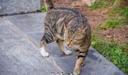 猫咪吃瓜趣事,猫咪的欢乐食趣时光