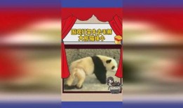 缘分娱乐吃瓜,吃瓜群众揭秘娱乐圈幕后真相