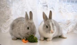 兔子吃瓜摔辫子,趣味横生的意外奇遇