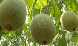 农民吃瓜馒头,农民吃瓜馒头的乡村生活画卷