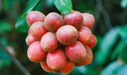 吃瓜馥木过敏,了解过敏源，守护健康生活