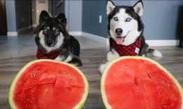 哈士奇吃瓜看戏,揭秘狗狗的娱乐生活