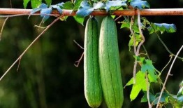 梦见树上摘了好多瓜吃瓜