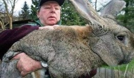 兔子吃瓜摔辫子,趣味横生的意外奇遇