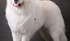 白熊吃瓜图片大全,萌态十足！