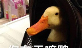 吃瓜快乐鸭图片,揭秘网络热图背后的欢乐与思考