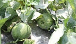 瓜叶可以吃,绿色餐桌上的健康之选