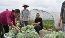 隆林吃瓜群众,吃瓜群众视角下的地方风情