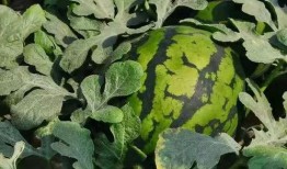 寿光西吃瓜,瓜乡风情，品味田园生活