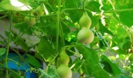 早晨可以吃葫芦瓜吗,健康早餐新选择