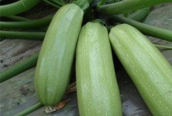 寿光西吃瓜,瓜乡风情，品味田园生活