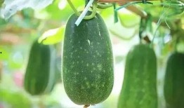 叶儿吃瓜2,揭秘娱乐圈背后的秘密与真相