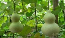 怀孕可不可以吃葫芦瓜,葫芦瓜，孕妇的绿色佳肴