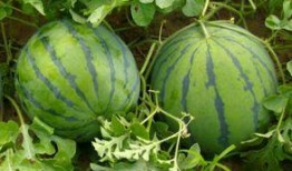 卖瓜的吃瓜女的叫什么