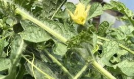 蔡萝吃瓜,揭秘娱乐圈幕后真相