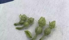 初夏吃瓜完结,一场甜蜜的完结盛宴