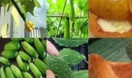 残忍吃瓜,揭秘残忍吃瓜背后的真相与反思