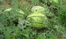 吃大瓜就要吃大瓜吗