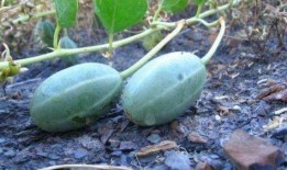 发烧可以吃牛角瓜,发烧时的天然退热良药