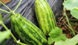 瓜瓜吃瓜意思是什么,揭秘网络流行语的趣味与内涵