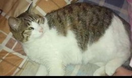 猫咪吃瓜趣事,猫咪的欢乐食趣时光