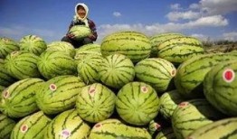 国内吃瓜国外吃瓜,揭秘国内外“吃瓜群众”的独特魅力