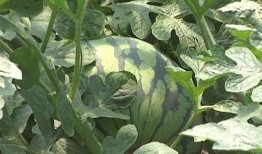 吃瓜的高级说法,揭秘娱乐圈幕后那些事儿