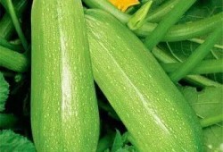 痛风可吃瓜,合理食用瓜类，助力健康生活