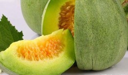 麻瓜吃甜瓜,一场甜蜜的味蕾邂逅