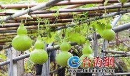 吃葫芦瓜烧心,揭秘消暑美食背后的健康之谜