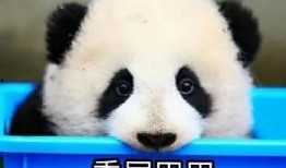 娱乐吃瓜酱熊猫,娱乐吃瓜酱熊猫的趣味生活揭秘