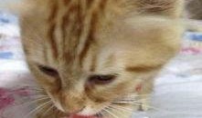 吃瓜猫酱,揭秘娱乐圈那些不为人知的幕后故事