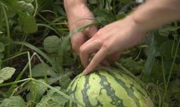 树顶下吃瓜,夏日休闲时光的美好记忆