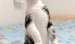 某猫吃瓜,揭秘娱乐圈幕后真相