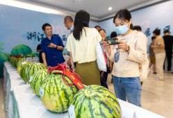 温岭市吃瓜,瓜果飘香，品味生活新篇章