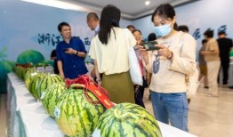 温岭市吃瓜,瓜果飘香，品味生活新篇章