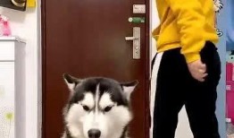 哈士奇吃瓜看戏,揭秘狗狗的娱乐生活