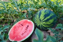 鄄城吃瓜,吃瓜也能吃出文化味