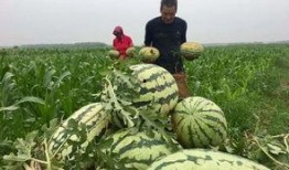 大国的吃瓜群众,揭秘网络时代的全民娱乐现象