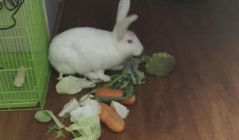 兔子吃瓜图,趣味盎然的田园生活瞬间