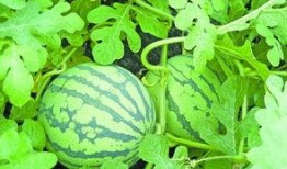 吃瓜华南,探寻美食与文化的独特魅力