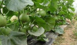 什么瓜吃瓜瓤最多,揭秘吃瓜瓤最多的瓜种