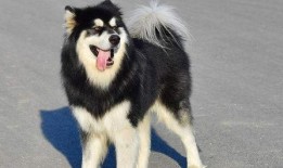 二哈偷瓜吃,一场欢乐的田园趣事