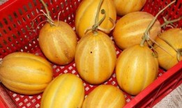 吃瓜群众吃个甜蜜的瓜